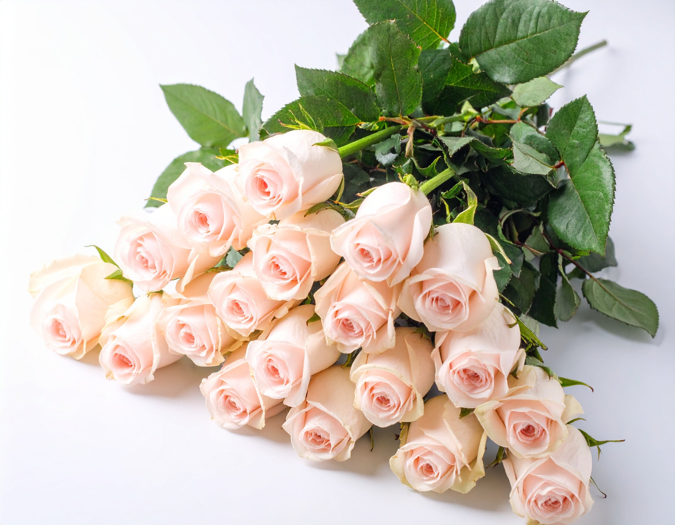 ROSES SERVICE ARRANGEMENT
